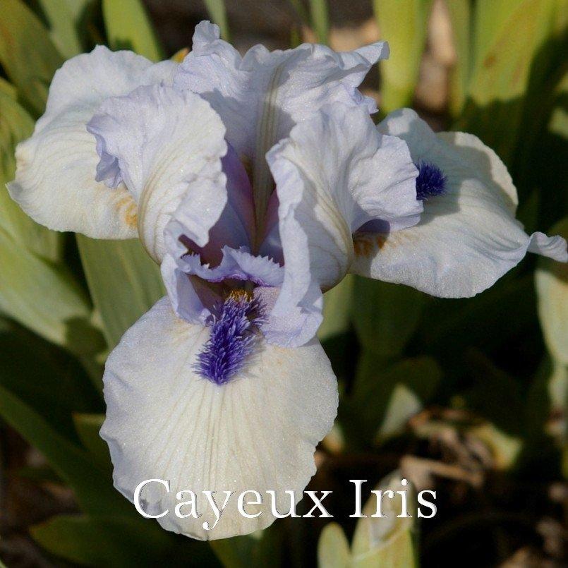 Photo of Standard Dwarf Bearded Iris (Iris 'Forever Blue') uploaded by DaylilySLP
