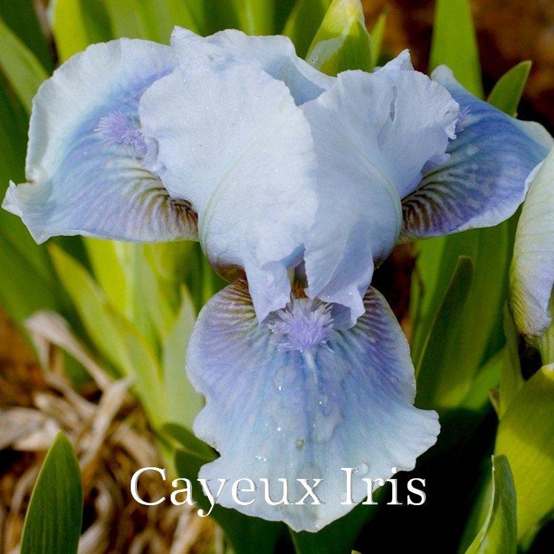 Photo of Standard Dwarf Bearded Iris (Iris 'Bombay Sapphire') uploaded by DaylilySLP
