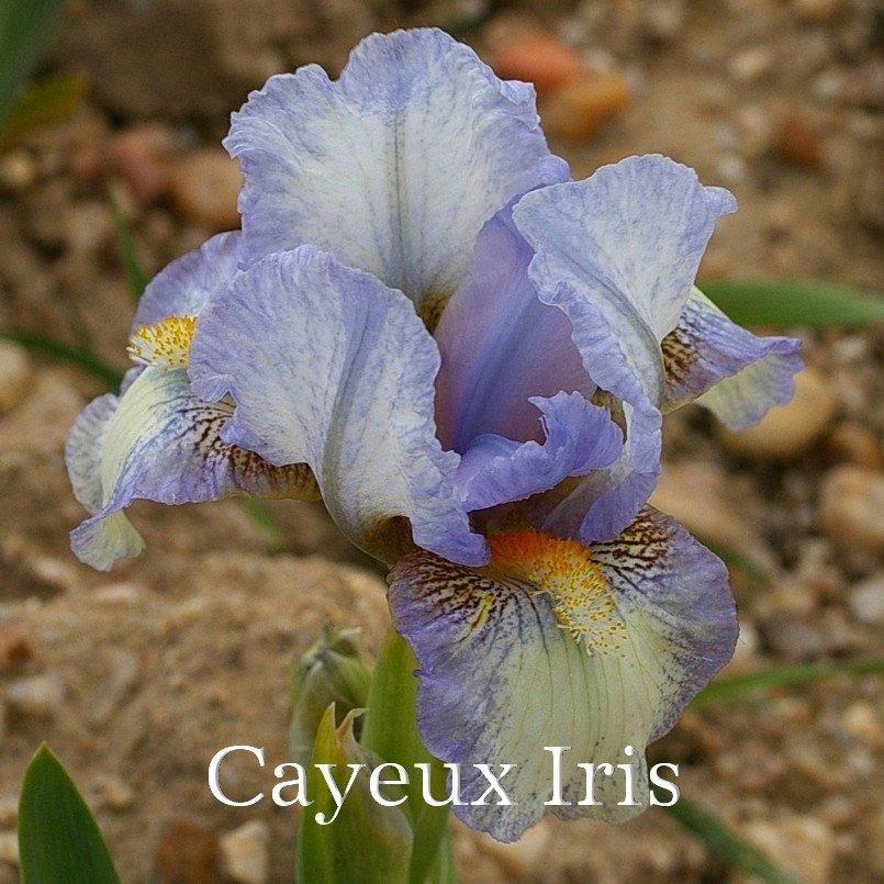 Photo of Standard Dwarf Bearded Iris (Iris 'Canadian Kisses') uploaded by DaylilySLP