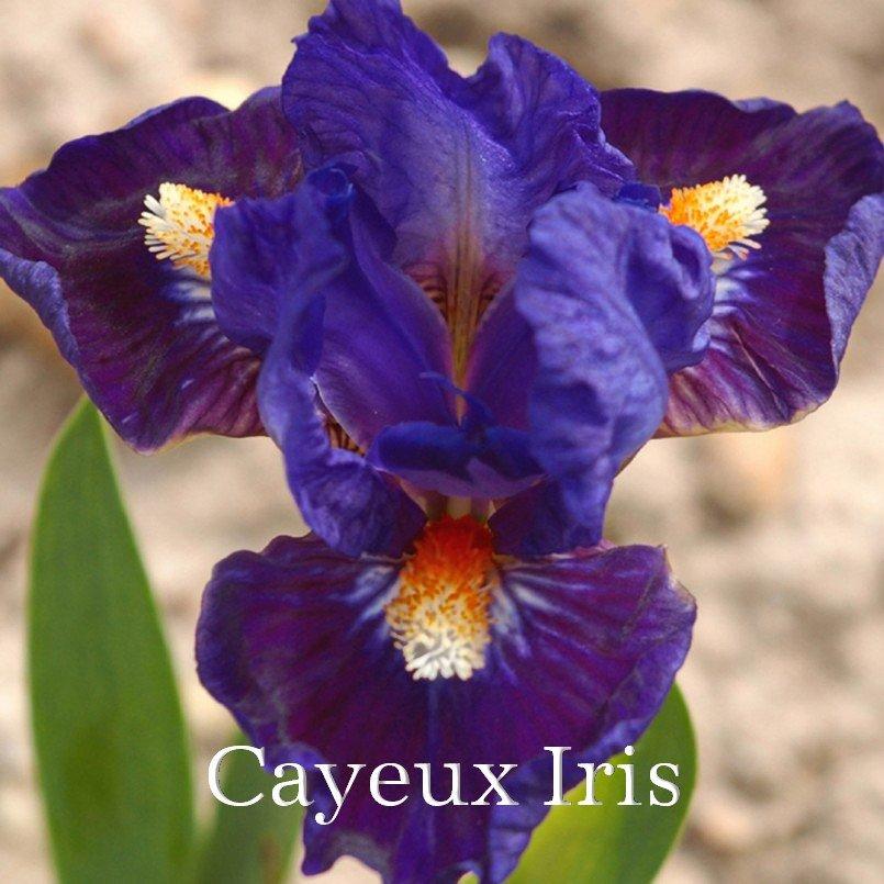 Photo of Standard Dwarf Bearded Iris (Iris 'Cliche') uploaded by DaylilySLP