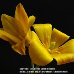 Location: Wallsend, Tyne and Wear, England
Date: 2021-03-03
Tulips kolpakowskiana