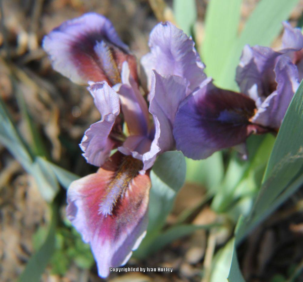 Photo of Intermediate Bearded Iris (Iris 'Allah') uploaded by Ivan_N_Tx