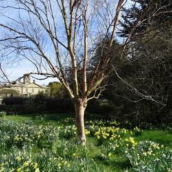 Location: Howick Hall garden, Northumberland UK
Date: 2021-04-02