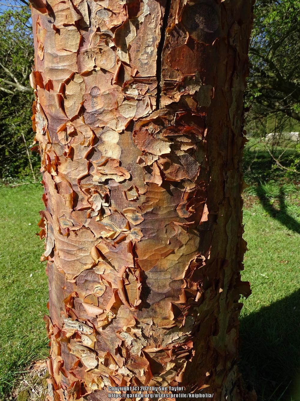 Photo of Paperbark Maple (Acer griseum) uploaded by kniphofia