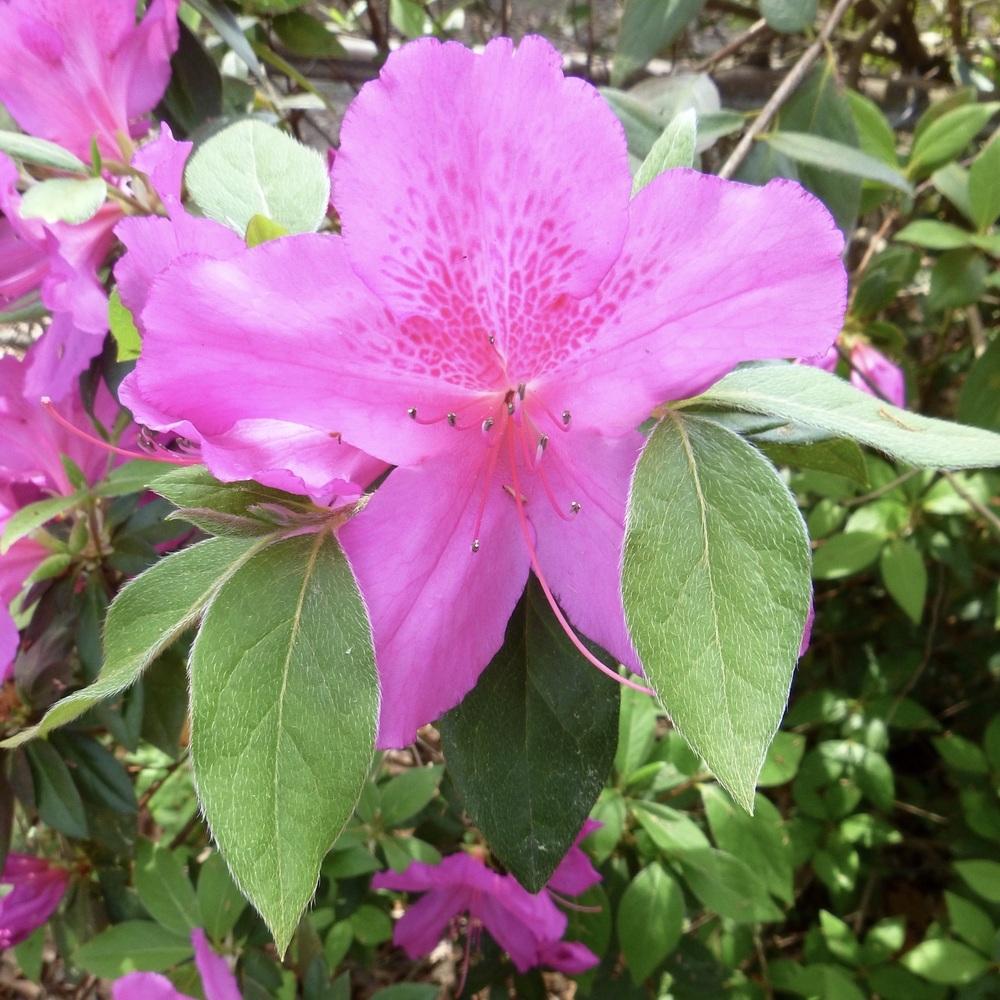 Photo of Azalea (Rhododendron indicum 'Formosa') uploaded by scvirginia