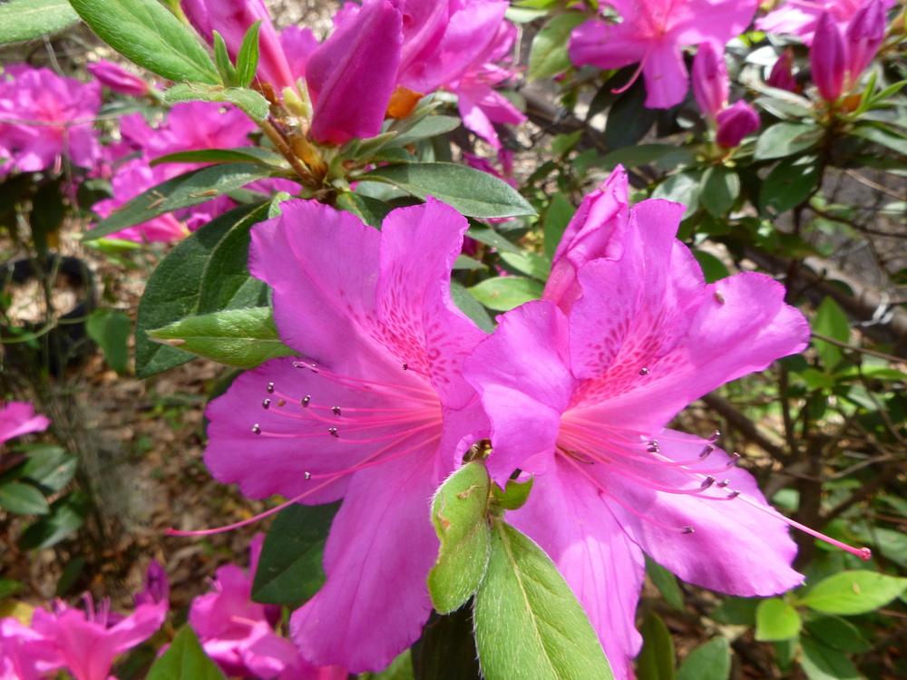 Photo of Azalea (Rhododendron indicum 'Formosa') uploaded by scvirginia