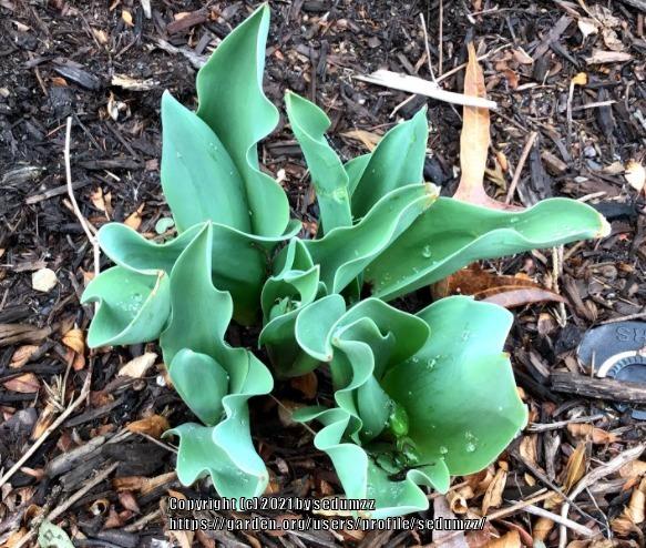 Photo of Double Late Tulip (Tulipa 'Blue Diamond') uploaded by sedumzz