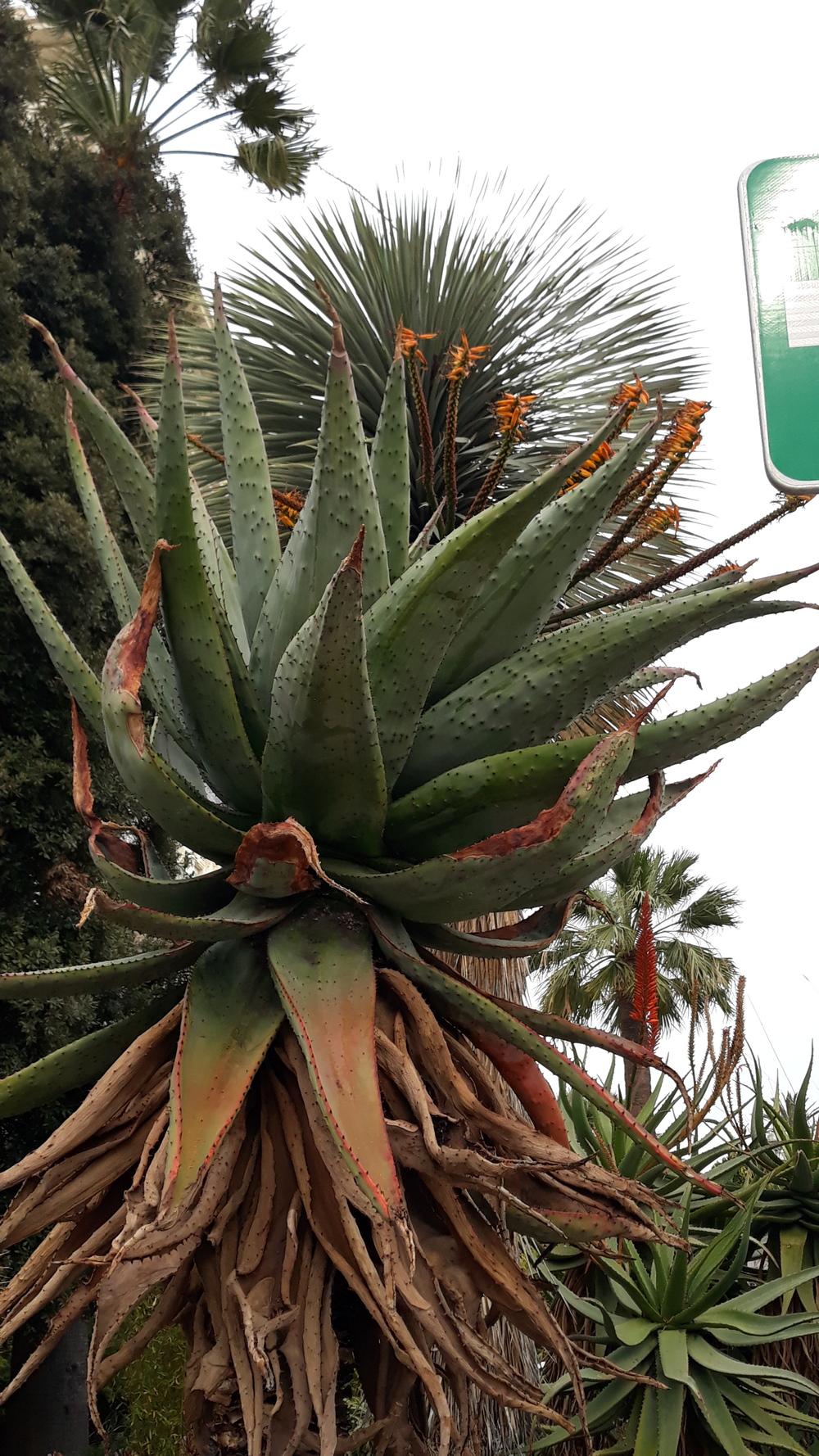 Photo of Flat-Flowered Aloe (Aloe marlothii) uploaded by skopjecollection