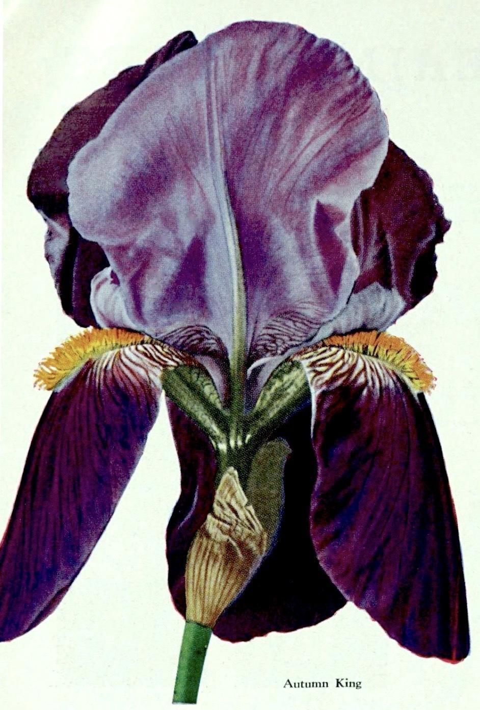 Photo of Tall Bearded Iris (Iris 'Autumn King') uploaded by scvirginia