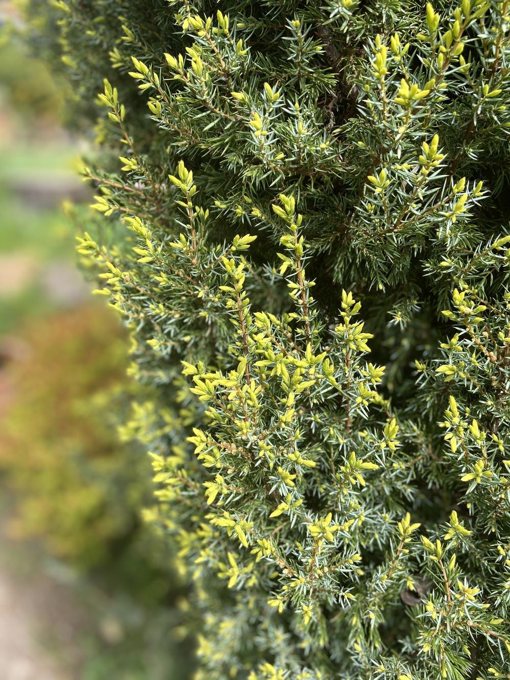 Photo of Juniper (Juniperus communis 'Gold Cone') uploaded by Calif_Sue
