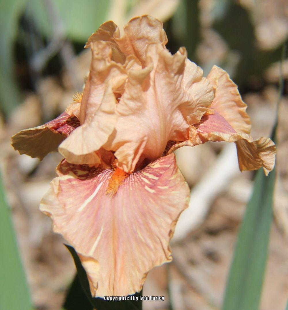 Photo of Tall Bearded Iris (Iris 'Hyenasicle') uploaded by Ivan_N_Tx