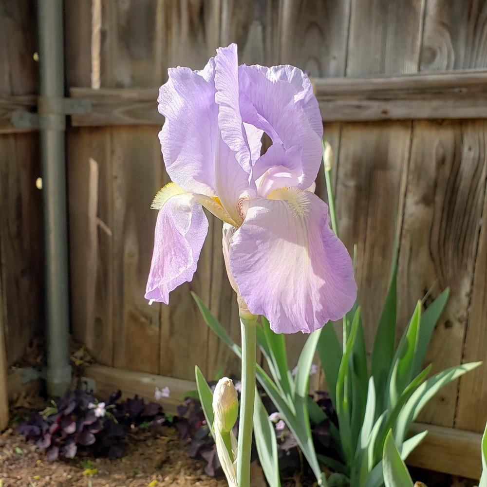 Photo of Irises (Iris) uploaded by LindsayG