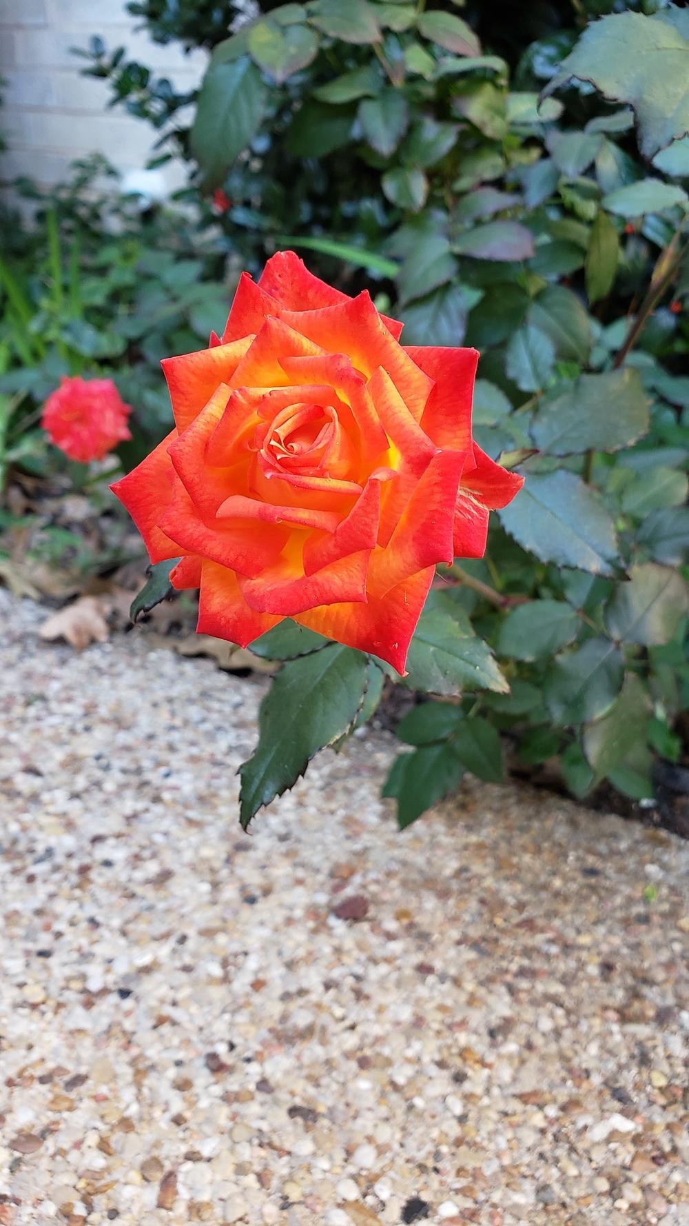 Photo of Rose (Rosa 'Charisma') uploaded by LindsayG