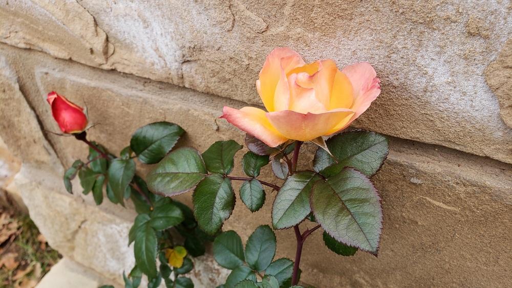 Photo of Rose (Rosa 'Playboy') uploaded by LindsayG