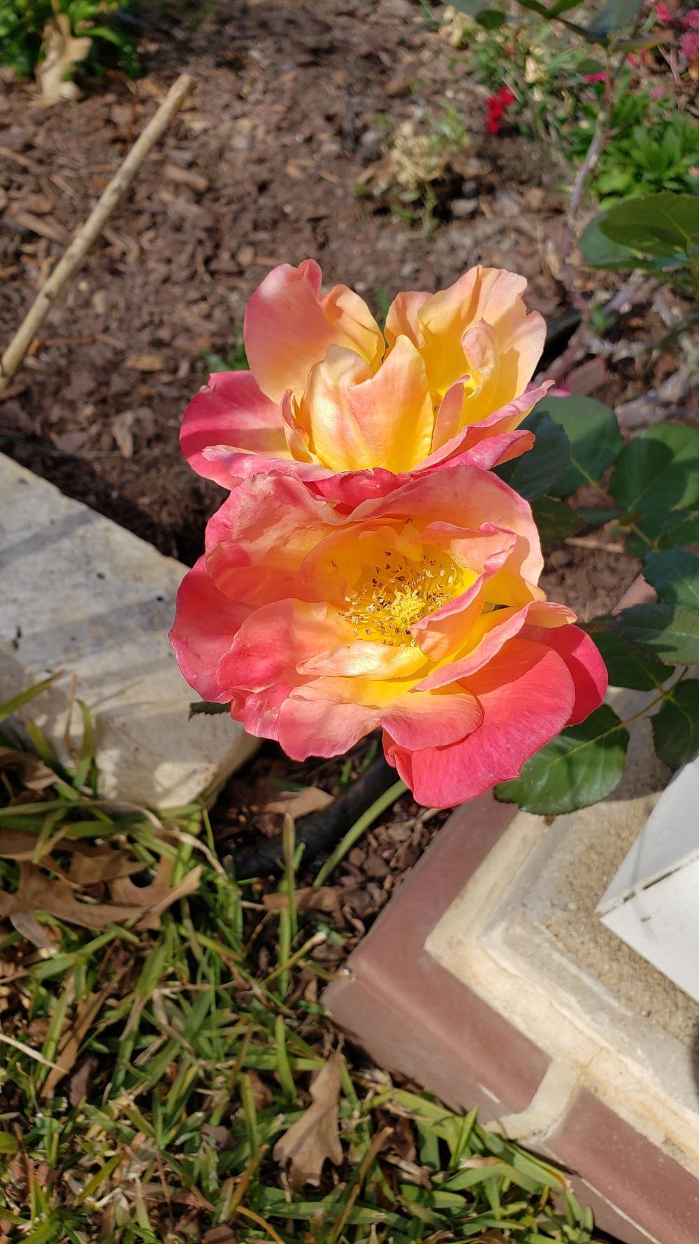 Photo of Rose (Rosa 'Joseph's Coat') uploaded by LindsayG