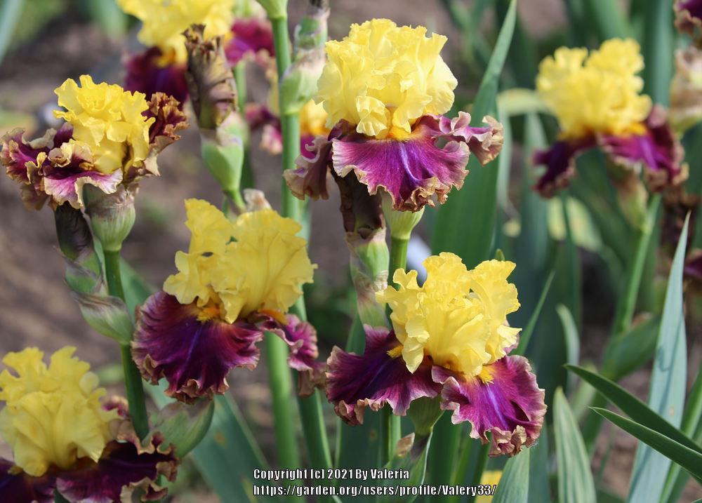 Photo of Tall Bearded Iris (Iris 'In the News') uploaded by Valery33