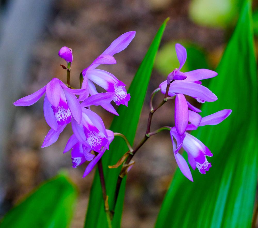 Photo of Chinese Ground Orchid (Bletilla striata) uploaded by AnnKNCalif