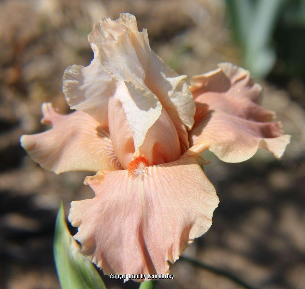 Photo of Tall Bearded Iris (Iris 'Struck Twice') uploaded by Ivan_N_Tx
