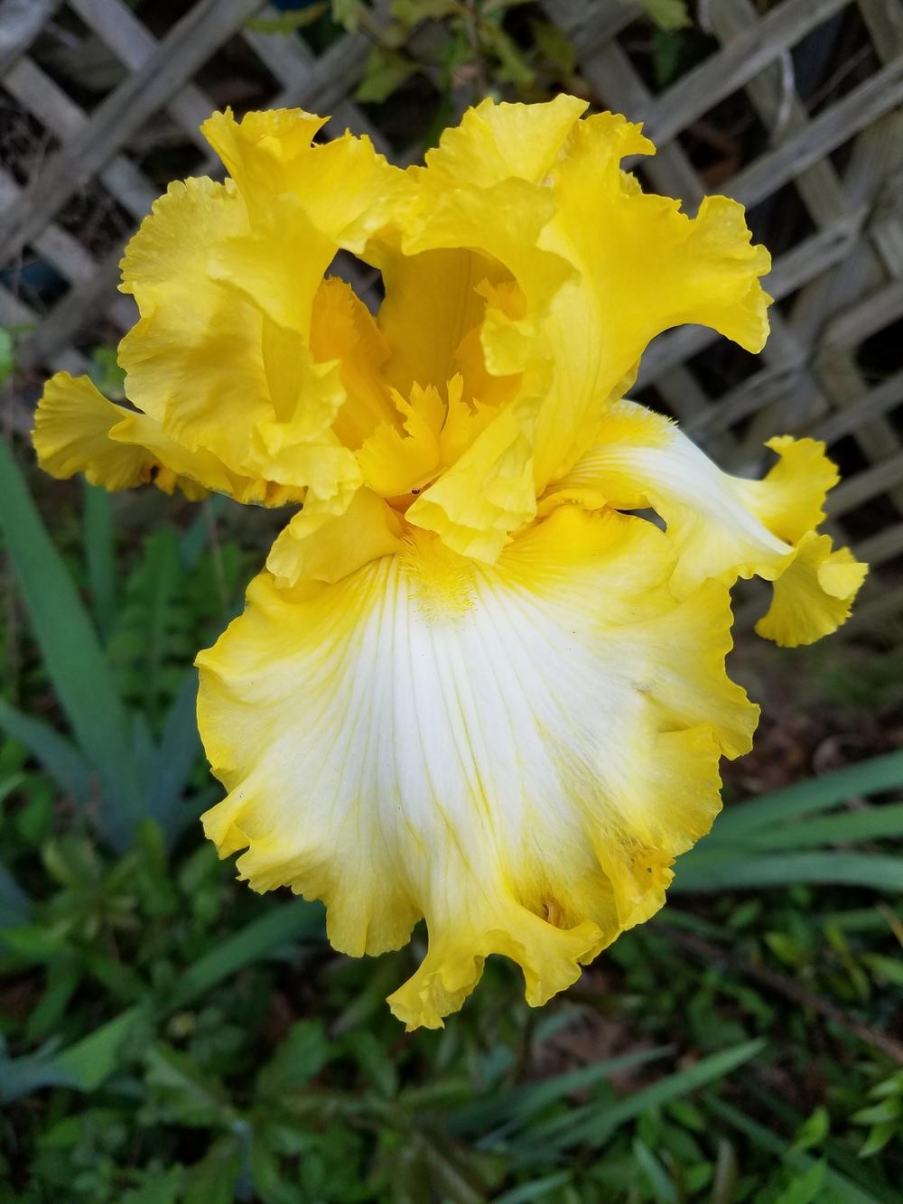 Photo of Tall Bearded Iris (Iris 'That's All Folks') uploaded by Kabby