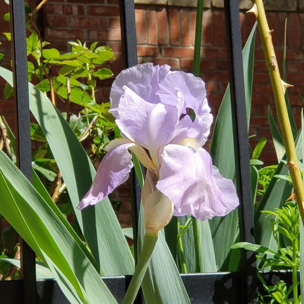 Photo of Species Iris (Iris pallida) uploaded by LindsayG