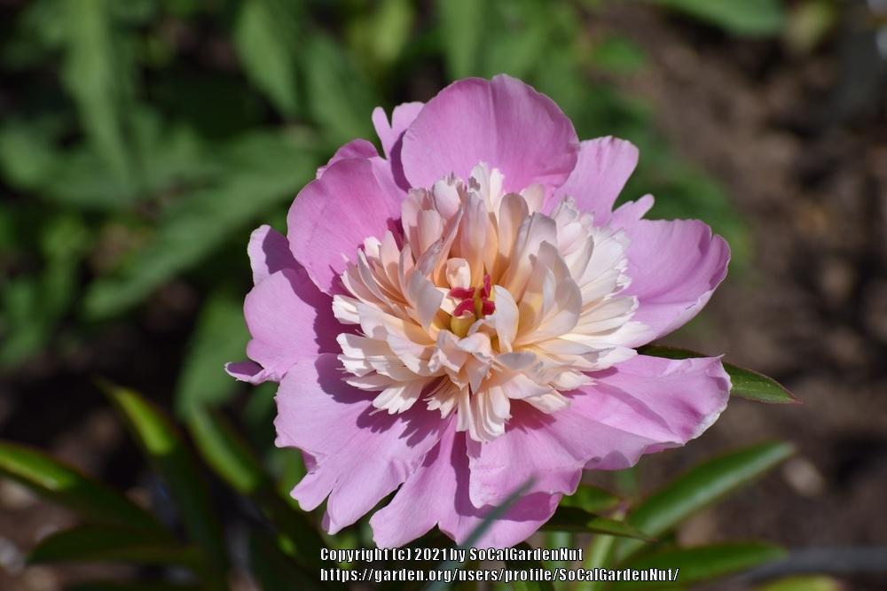 Photo of Peony (Paeonia lactiflora 'Bowl of Beauty') uploaded by SoCalGardenNut