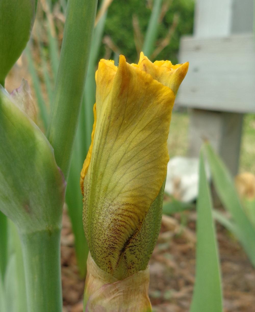 Photo of Border Bearded Iris (Iris 'Baby Bengal') uploaded by lovemyhouse