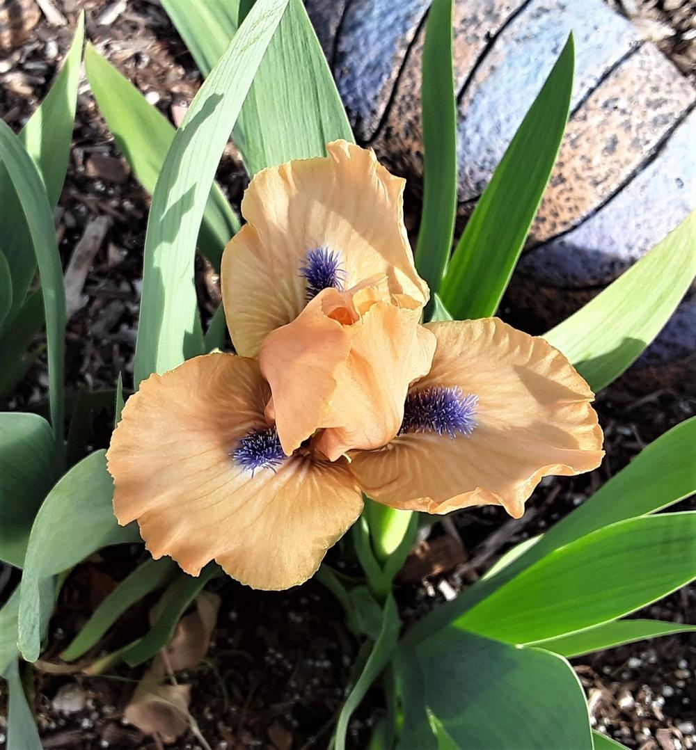 Photo of Standard Dwarf Bearded Iris (Iris 'Decorum') uploaded by Bitoftrouble