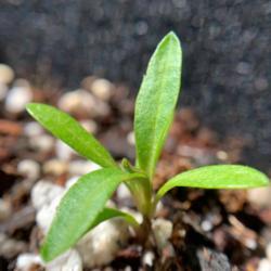 
Date: 2021-04-10
Mexican Marigold seedling