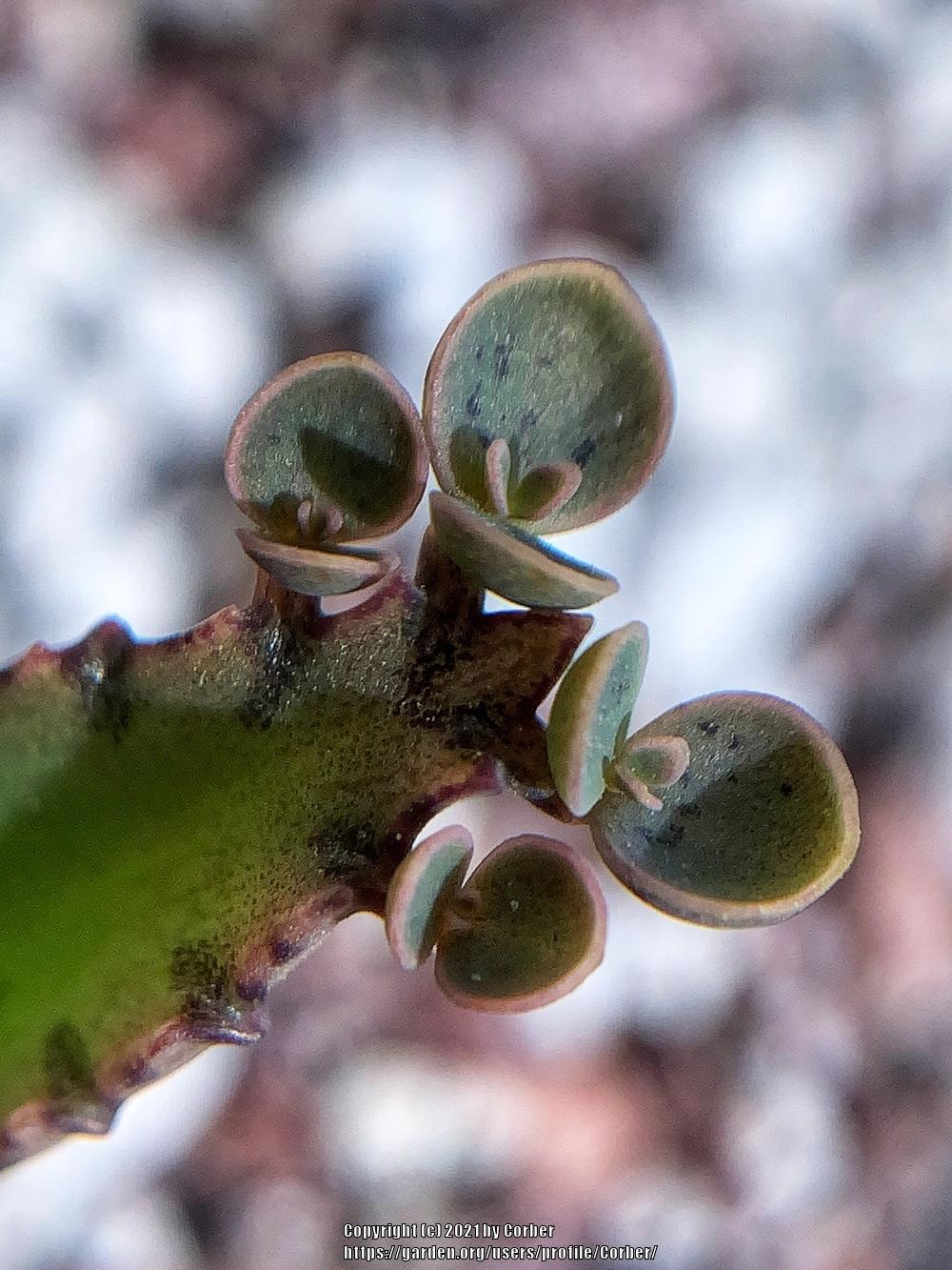 Photo of Mother of Thousands (Kalanchoe 'Houghtonii') uploaded by Corber