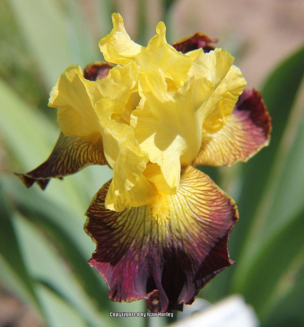 Photo of Tall Bearded Iris (Iris 'Living on the Edge') uploaded by Ivan_N_Tx