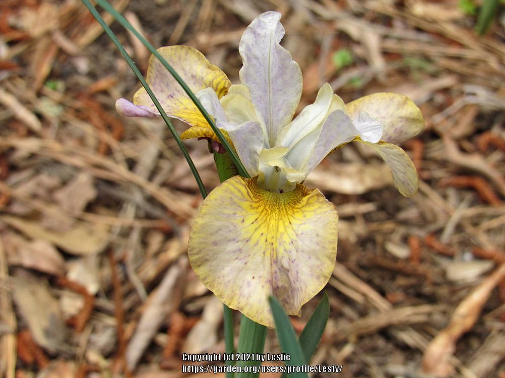 Photo of Siberian Iris (Iris 'Ginger Twist') uploaded by Lestv