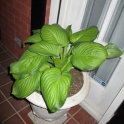 Location: Temple, Texas
Date: 2021-04-09
Pair of these in two tall planters flanking my front door.