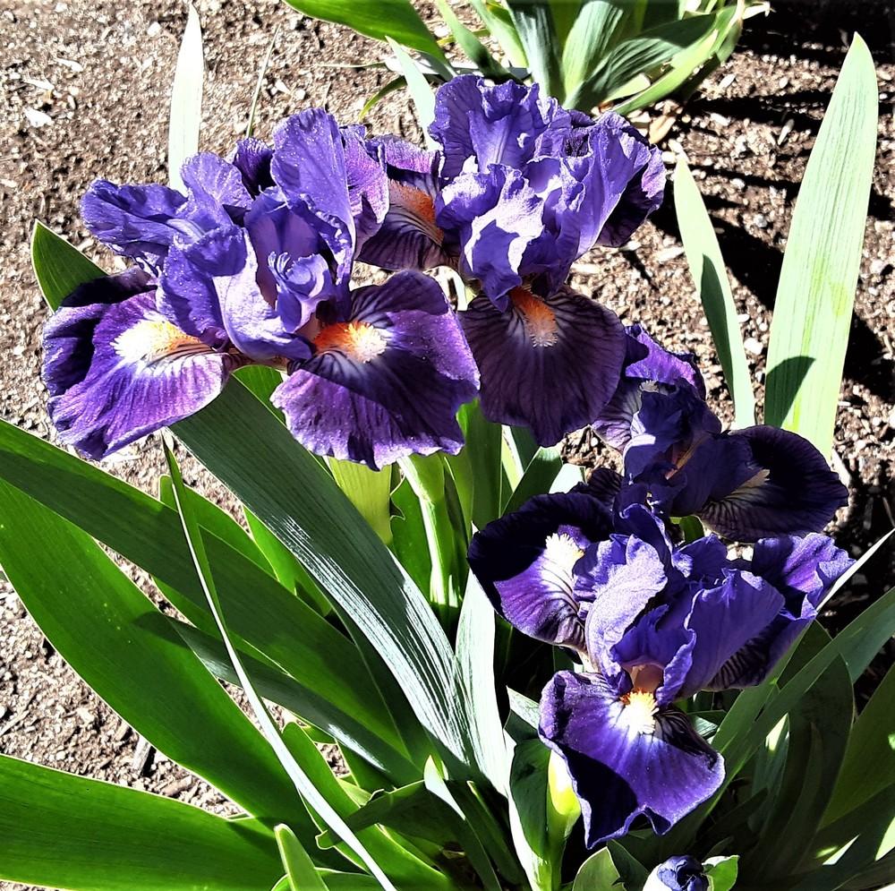 Photo of Standard Dwarf Bearded Iris (Iris 'Cliche') uploaded by Bitoftrouble