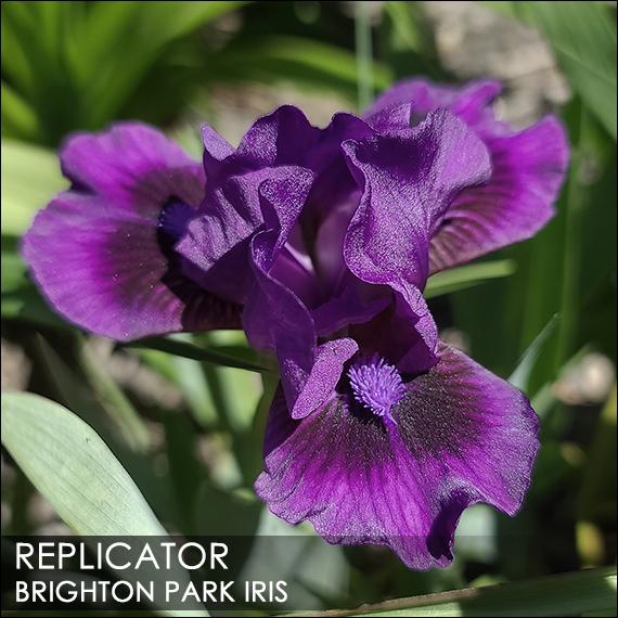 Photo of Standard Dwarf Bearded Iris (Iris 'Replicator') uploaded by BrightonPark