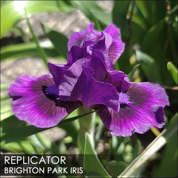 Photo of Standard Dwarf Bearded Iris (Iris 'Replicator') uploaded by BrightonPark