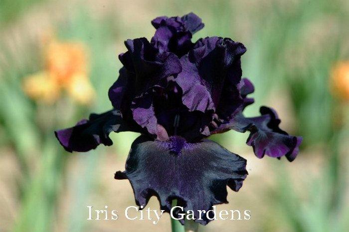 Photo of Tall Bearded Iris (Iris 'Coal Seams') uploaded by DaylilySLP