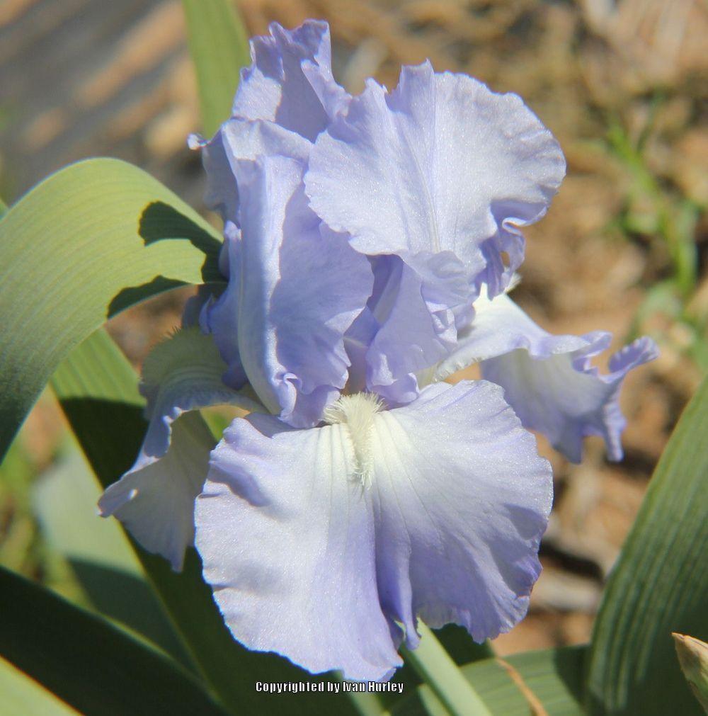 Photo of Tall Bearded Iris (Iris 'Victoria Falls') uploaded by Ivan_N_Tx