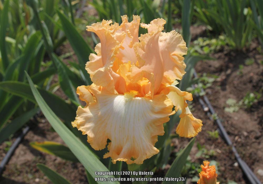 Photo of Tall Bearded Iris (Iris 'Barbara My Love') uploaded by Valery33