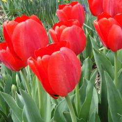 Location: southeast Nebraska 
Date: 2021-04-10 
First year blooms