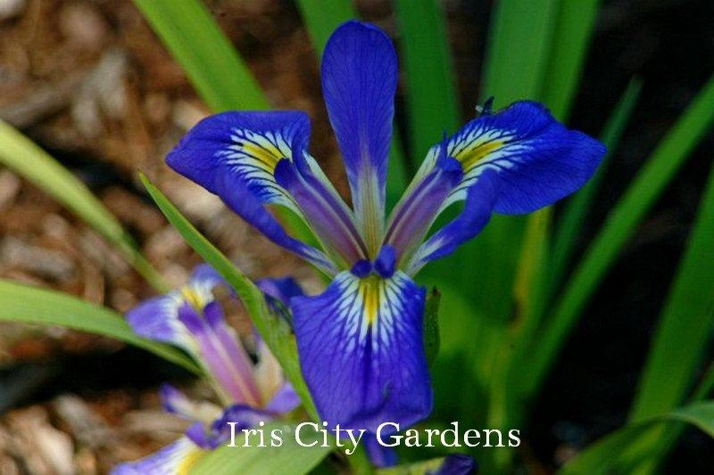 Photo of Species Iris (Iris brevicaulis) uploaded by DaylilySLP