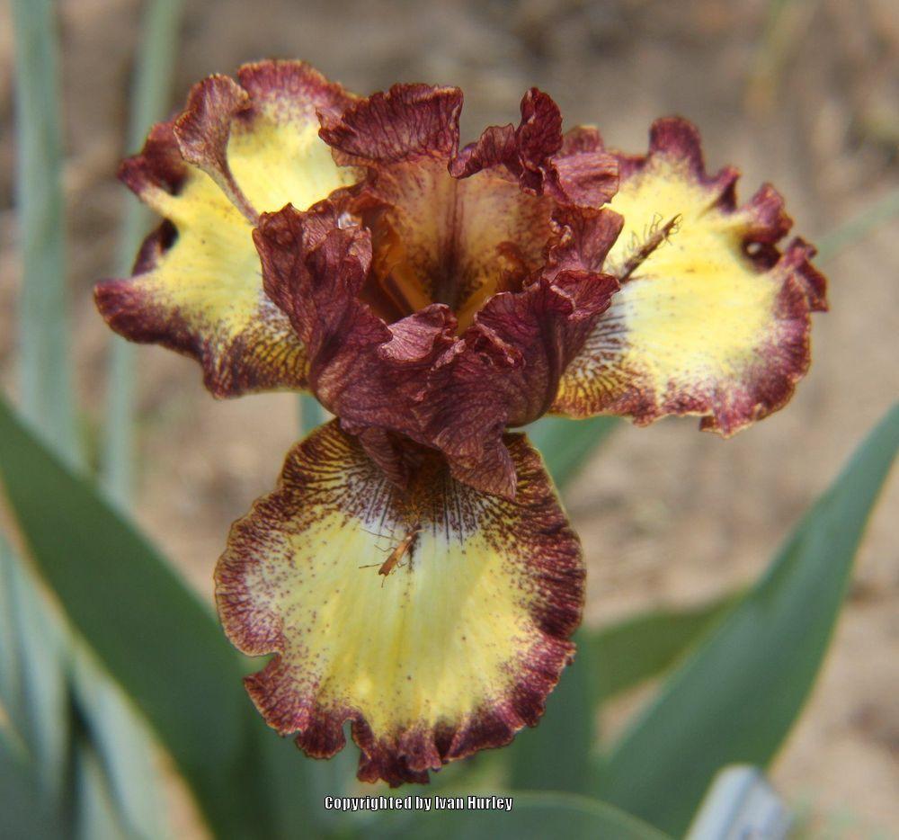 Photo of Tall Bearded Iris (Iris 'Clown Around') uploaded by Ivan_N_Tx