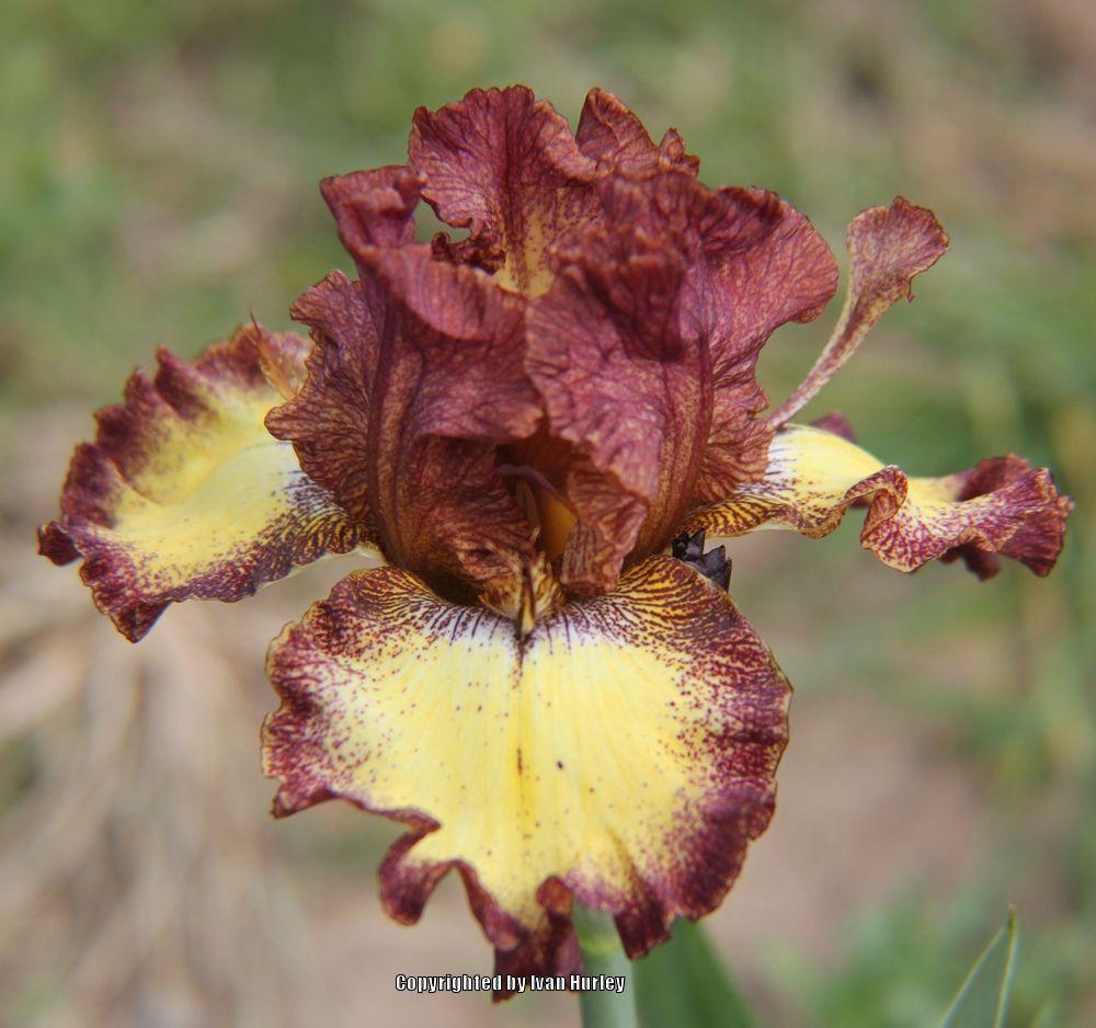 Photo of Tall Bearded Iris (Iris 'Clown Around') uploaded by Ivan_N_Tx