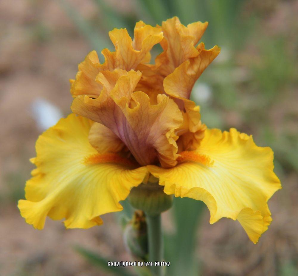 Photo of Tall Bearded Iris (Iris 'Nouveau Riche') uploaded by Ivan_N_Tx