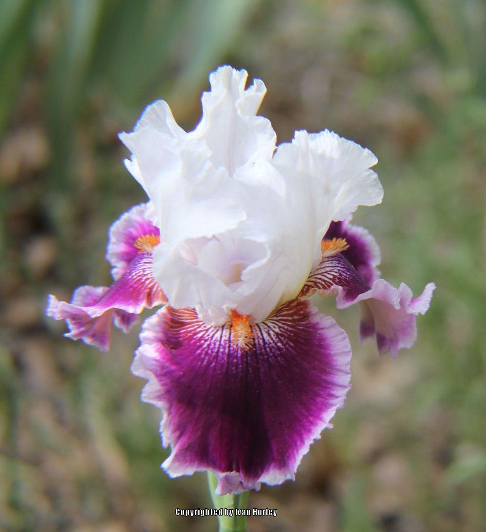 Photo of Tall Bearded Iris (Iris 'Gracious Curves') uploaded by Ivan_N_Tx