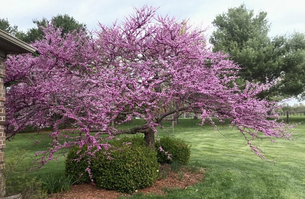 Photo of Eastern Redbud (Cercis canadensis 'Forest Pansy') uploaded by KYgal