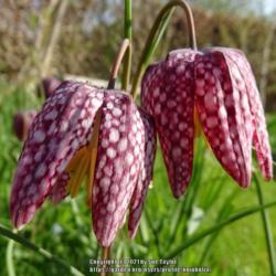 Location: RHS Harlow Carr, Yorkshire, UK
Date: 2019-04-18