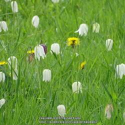 Location: RHS Harlow Carr, Yorkshire, UK
Date: 2017-04-23
Wildflower meadow