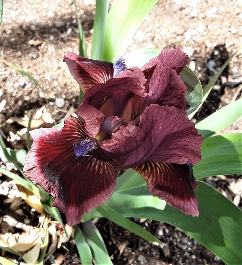Photo of Standard Dwarf Bearded Iris (Iris 'Cat's Eye') uploaded by Bitoftrouble