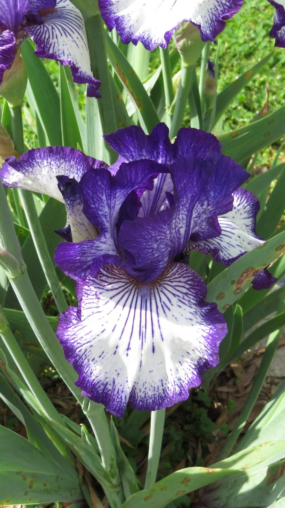 Photo of Tall Bearded Iris (Iris 'Art Deco') uploaded by Hemophobic