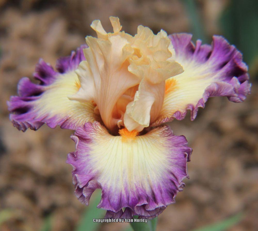 Photo of Tall Bearded Iris (Iris 'Celebratory') uploaded by Ivan_N_Tx